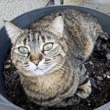 Foto del gato perdido en Villenave D Ornon