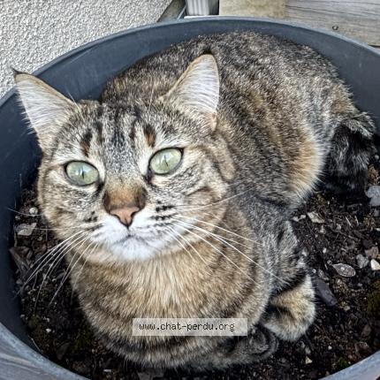 Foto 1/1 Hauméa Chat perdido en Villenave d ornon