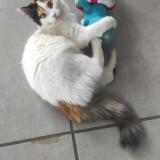 Foto del gato perdido en Romilly Sur Seine