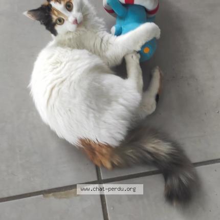 Foto 1/1 Athéna Chat perdido en Romilly sur seine