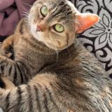 Foto del gato perdido en Massy