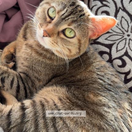 Foto 1/1 Mimi Chat perdido en Massy