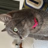 Foto de gato encontrado en Bazemont