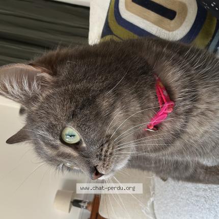 Foto 1/1 Gato encontrado Encontrado en Bazemont