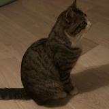 Foto de gato encontrado en Bron