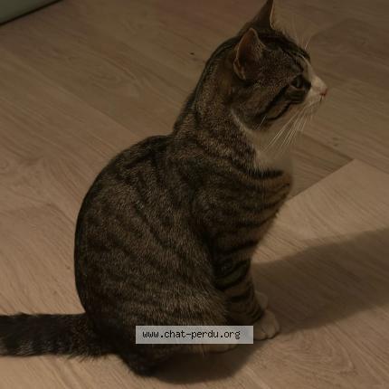 Foto 1/1 Gato encontrado Encontrado en Bron