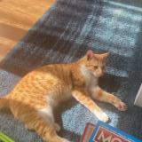 Foto del gato perdido en Bazemont