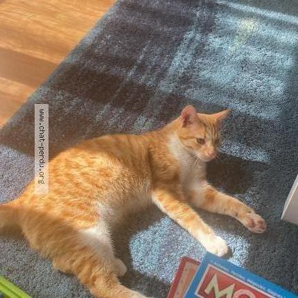 Foto 1/1 Ricky Chat perdido en Bazemont