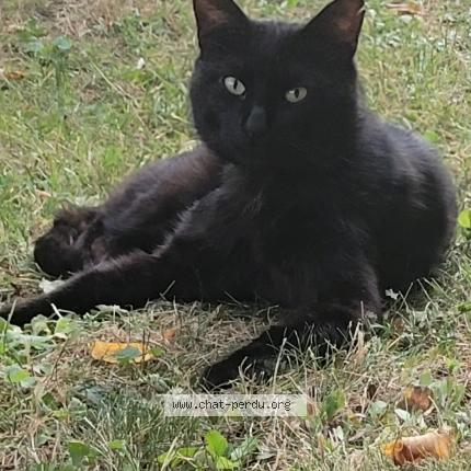 Foto 1/1 Styx Chat perdido en Lagny sur marne