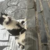 Foto de gato encontrado en Angers