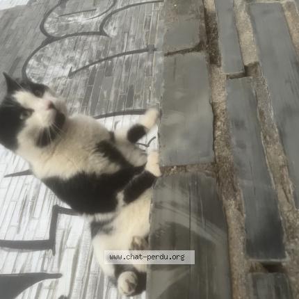 Foto 1/1 Gato encontrado Encontrado en Angers