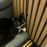 Foto del gato perdido en Guyancourt