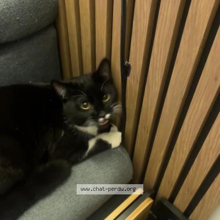 Foto 1/1 Th&eacute;o Chat perdido en Guyancourt
