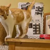 Foto de gato encontrado en Le Locle