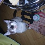 Foto del gato perdido en Montauban