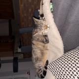 Foto del gato perdido en Cheptainville