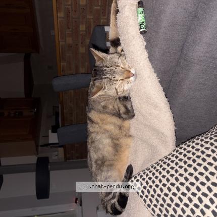 Foto 1/1 Oslow Chat perdido en Cheptainville