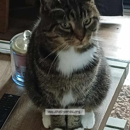 Foto 1/1 mitsi Chat perdido en Aywaille