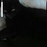 Foto del gato perdido en Wavre