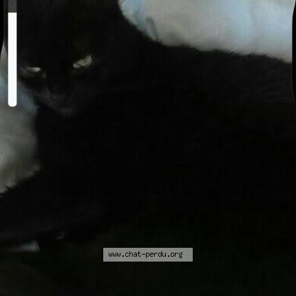 Foto 1/1 Zenouba alias zenou Chat perdido en Wavre