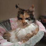 Foto del gato perdido en Paris