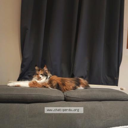 Foto 2/2 Sublyme Chat perdido en Paris