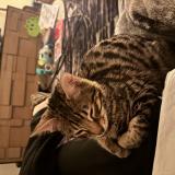 Foto del gato perdido en Boulogne Billancourt