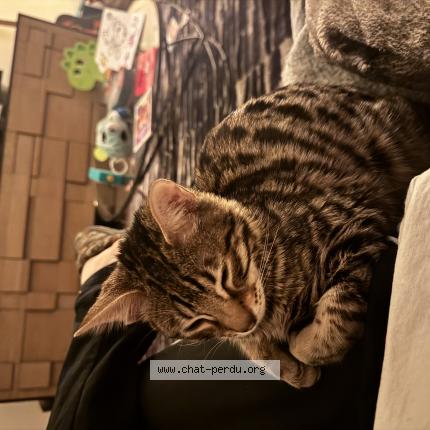 Foto 1/1 Zuma Chat perdido en Boulogne billancourt