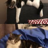 Foto del gato perdido en Ronchin