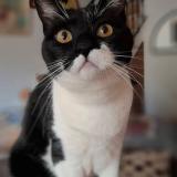 Foto del gato perdido en L Isle Sur La Sorgue