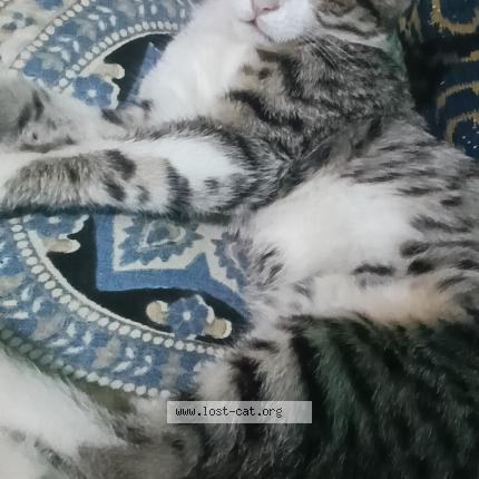 Foto 1/1 Gunda Chat perdido en Banglore