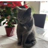 Foto del gato perdido en Tomblaine