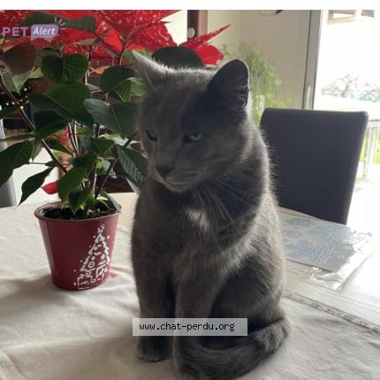Foto 1/1 Grisouille Chat perdido en Tomblaine