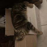 Foto del gato perdido en Reze