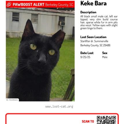 Foto 1/1 Keke Bara Chat perdido en Summerville