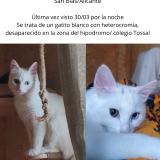 Foto del gato perdido en Alicante