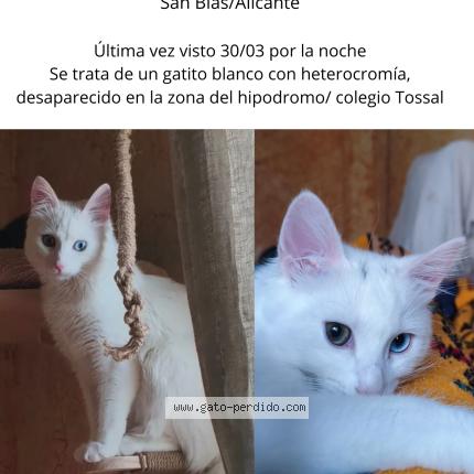 Foto 1/1 Tristan Chat perdido en Alicante