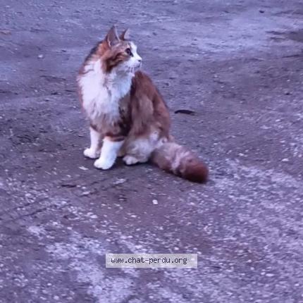 Foto 1/1 Poppy Chat perdido en Albi