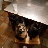 Foto del gato perdido en Saint Brieuc