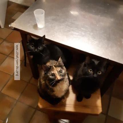 Foto 1/1 chouquette Chat perdido en Saint brieuc