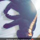 Foto del gato perdido en Cozes