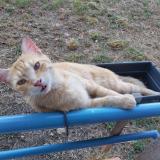 Foto del gato perdido en Toulouse