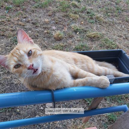 Foto 1/1 Rio Chat perdido en Toulouse