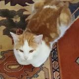 Foto del gato perdido en Plomb