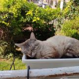 Foto del gato perdido en Creil