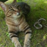 Foto del gato perdido en Viarmes