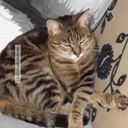 Foto 2/2 Lilas Chat perdido en Viarmes