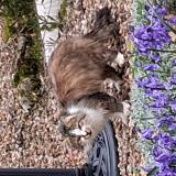Foto de gato encontrado en Messe 79120