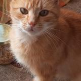 Foto del gato perdido en Le Monteil Au Vicomte