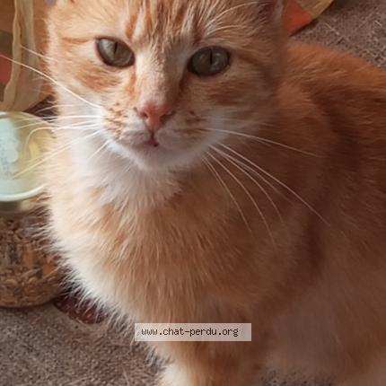 Foto 1/1 Rondoudou Chat perdido en Le monteil au vicomte